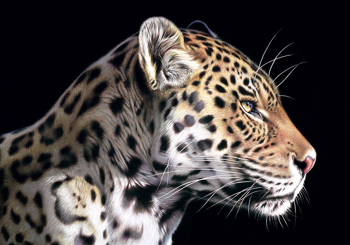 The Wild Side I